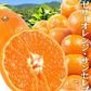 みかん　大分産　サンセレブ　1.5kg　ご家庭用（発送予定：2025年1月下旬より）