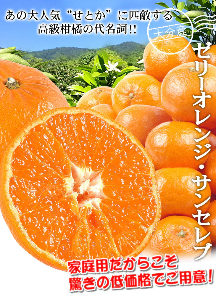 みかん　大分産　サンセレブ　1.5kg　ご家庭用（発送予定：2025年1月下旬より）