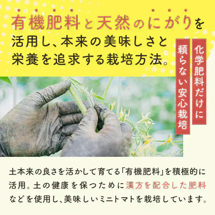 【予約】【2026年1月から順次発送】1kg  家族の笑顔が広がる完熟ミニトマト「トマランタン」東北配送不可】