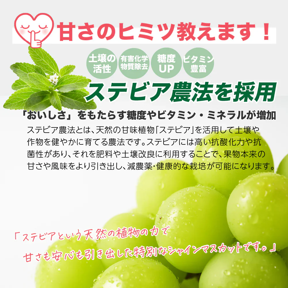 シャインマスカット 【山梨 笛吹市産】約1.2kg （2房） 1房 約500-700g 産地直送 高糖度 大粒 皮ごと ステビア農法 ぶどう マスカット 果物 フルーツ 冷蔵 ギフト 産直 敬老の日 お中元