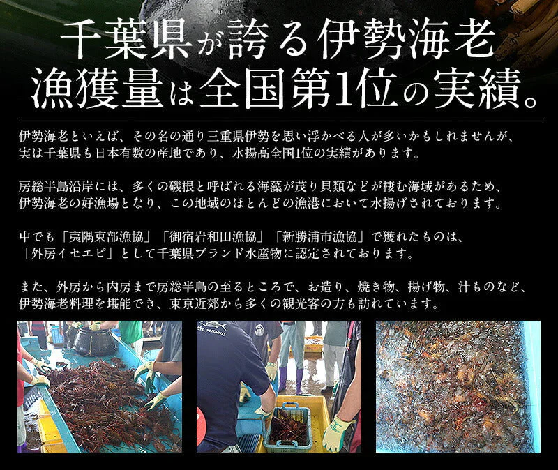 伊勢海老 千葉県産 外房イセエビ 小サイズ×4〜5尾 刺身 冷凍 伊勢エビ 伊勢えび えび エビ 海鮮 魚介 プリプリ 濃厚 グルメ 贈り物 ［送料無料］ 母の日 プレゼント ギフト  母の日思いの 健康 実用的 父の日 子供 孫