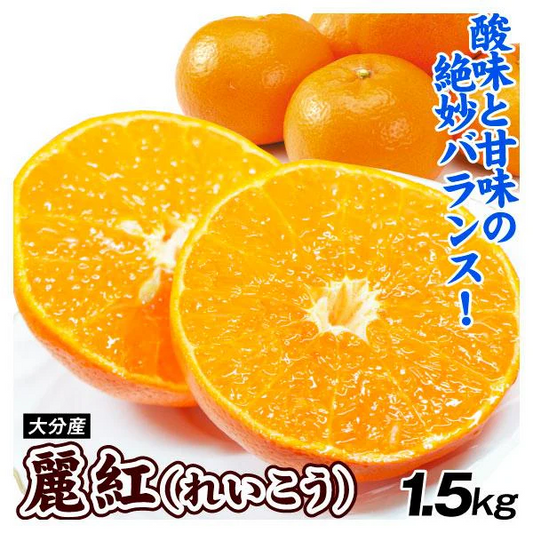 みかん　大分産　麗紅　1.5kg　ご家庭用（発送予定：2025年2月下旬より）