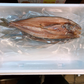 【旨みたっぷり 礼文の訳あり真ホッケ】北海道 礼文産 真ホッケ 1匹280g~ 干物 札幌中央卸売市場の商品をお届け！ (10枚)