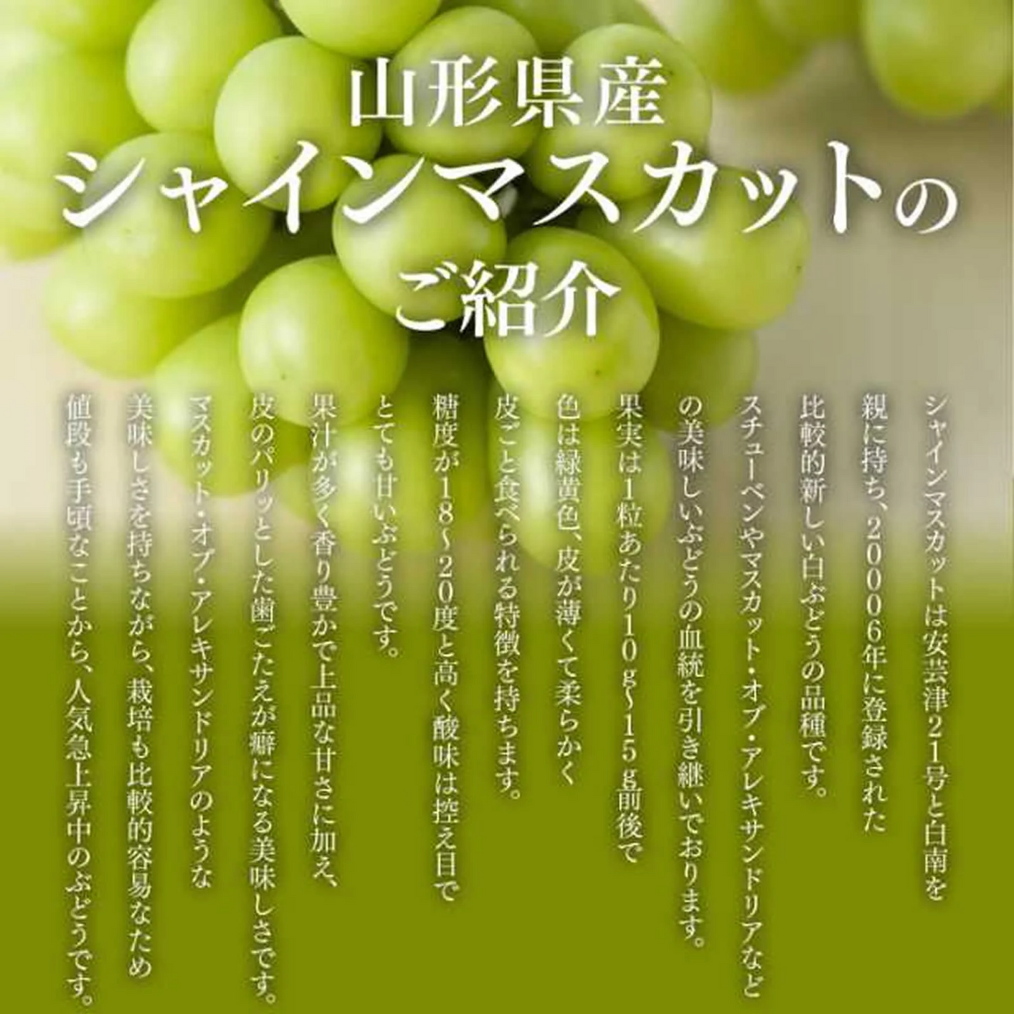 訳あり ぶどう 皮ごと食べられる シャインマスカット 約2kg 山形県産 ご自宅用 葡萄 【9月中旬頃より発送予定】 gr07