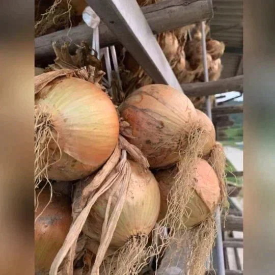 訳あり玉ねぎ10kg🧅シャーロットオニオン🧅淡路島極熟玉葱🧅送料無料 たまねぎ タマネギ