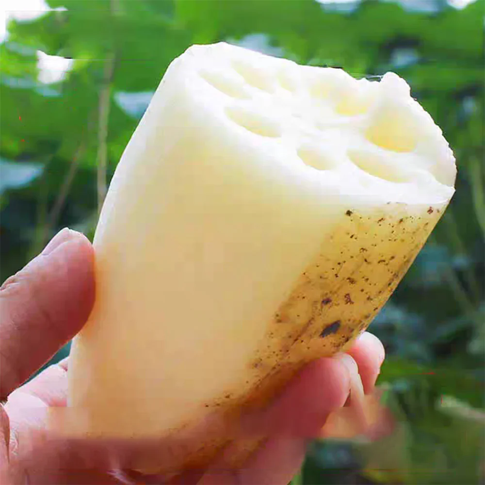 れんこん ギフト 霞ヶ浦れんこん 約2kg レンコン 蓮根 贈答用 国産 茨城県産 土浦