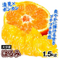 みかん　大分産　はるみ　1.5kg　ご家庭用（発送予定：2025年3月中旬より）
