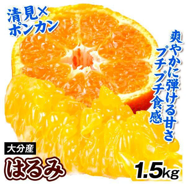 みかん　大分産　はるみ　1.5kg　ご家庭用（発送予定：2025年3月中旬より）