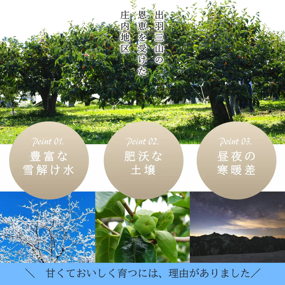 【11月上旬-下旬頃ご注文受付順次】庄内柿 7.5kg（M-3L玉 28-40玉前後）手付き化粧箱詰め 種なし柿 かき カキ 柿 贈答 ギフト