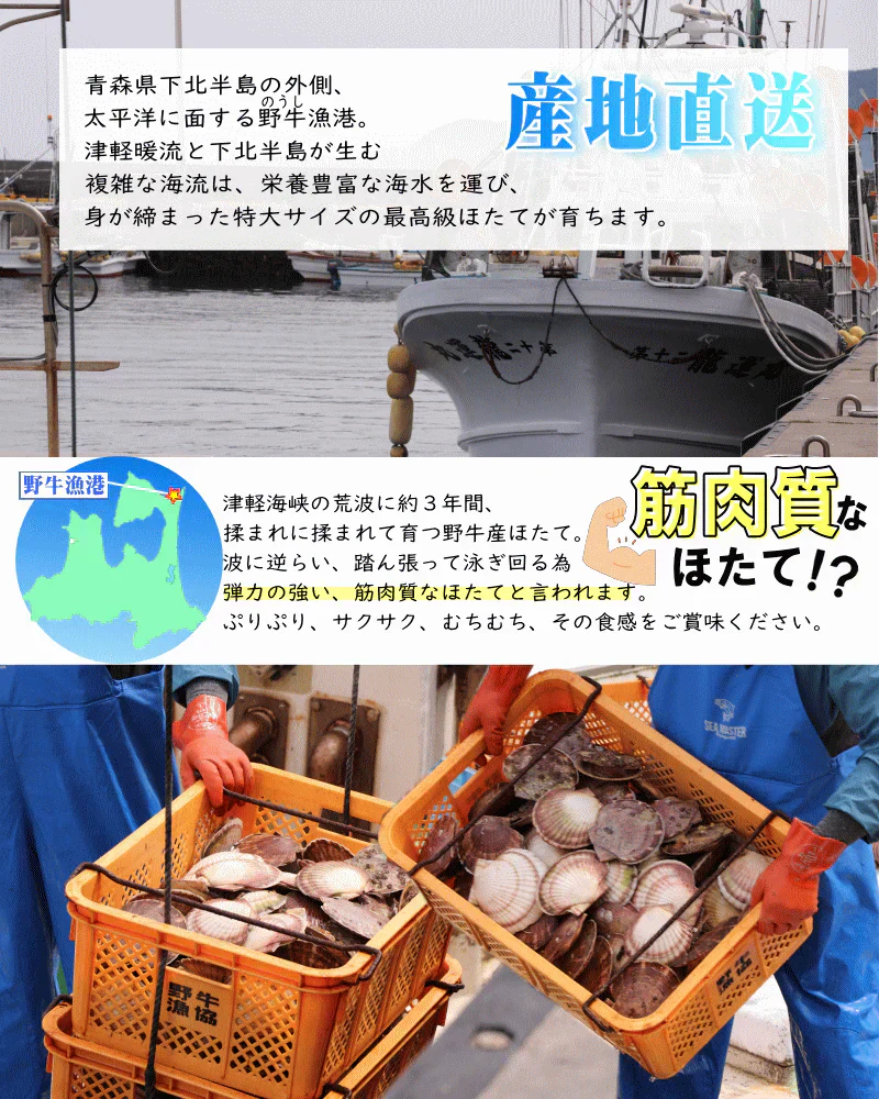 8月中旬まで限定販売　青森県野牛産　活ほたて　大サイズ3キロ　むきへら付き