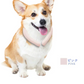 【超軽量デザイン！】＼1本 Sサイズ 色がランダム出荷／犬用 アイスクールリング ネッククーラー クールリング ひんやりリング ひんやりグッズ クールネック ひんやりリング 冷やす 首掛け 犬 冷感リング 冷感グッズ ペット用 お散歩