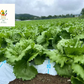 【2022年度 国内No.1獲得！】 クール便 市場直送！ 野菜セット 詰め合わせ 80サイズ箱 【 福袋 】玉ねぎ にんじん じゃがいも みかん 桃 シャインマスカット ギフト 食品 贈答 料理 フルーツ 果物