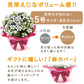 敬老の日 りんどう(いわて乙女)＆和菓子セット 【おいもや】（9月12日〜15日配送） KR