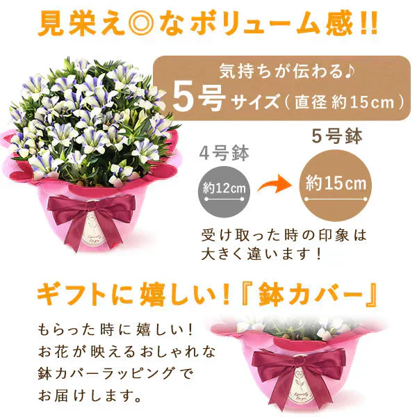 敬老の日 りんどう(いわて乙女)＆和菓子セット 【おいもや】（9月12日〜15日配送） KR