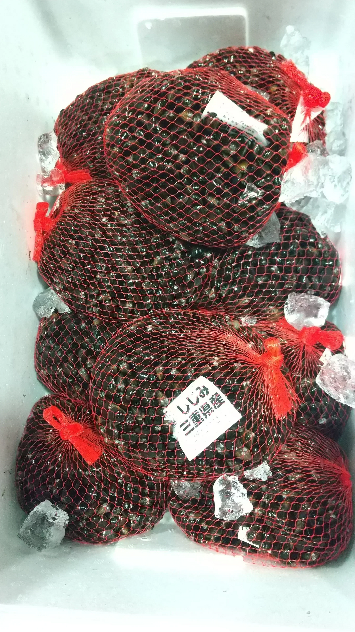 【水産仲卸直送】大人へのご褒美！活アサリ＆シジミを合わせてたっぷり1.6㎏！