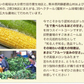 【TVで紹介】とうもろこし 卯野農場 すごあまこーん 12本入り 【3L~Lサイズ / 約3.6kg-4.8kg前後】  朝採り スイートコーン 《7-14営業日以内に発送予定（土日祝除く）》