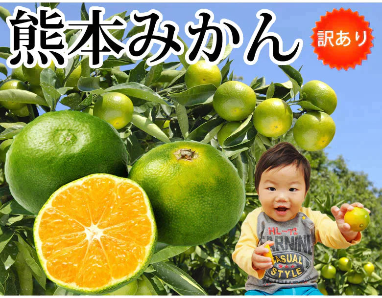 みかん 訳あり 送料無料 1.5kg  熊本みかん 熊本県産 極早生みかん 蜜柑 ミカン