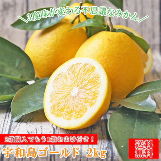 みかん　宇和島ゴールド　２ｋｇ　ｆゴ０２　２箱ご購入でもう１箱おまけ　家庭用　河内晩柑　ゴールド　愛南ゴールド　美生柑　夏文旦　宇和ゴールド　フレッシュつちやま　吉田みかん　愛媛　吉田　宇和島　青果　果物　ミカン　蜜柑　柑橘　フルーツ　送料無料　訳あり