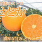 せとか みかん 送料無料 ハウス栽培 秀品 2kg 希少品種 熊本県産 蜜柑 清見 アンコール マーコット