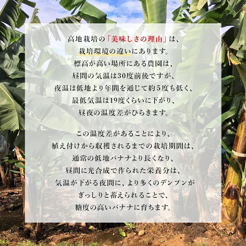 【バナナの王様！】完熟王 バナナ 2kg (約8-15本) ※1.5kg +500g保証分 朝食 おやつ