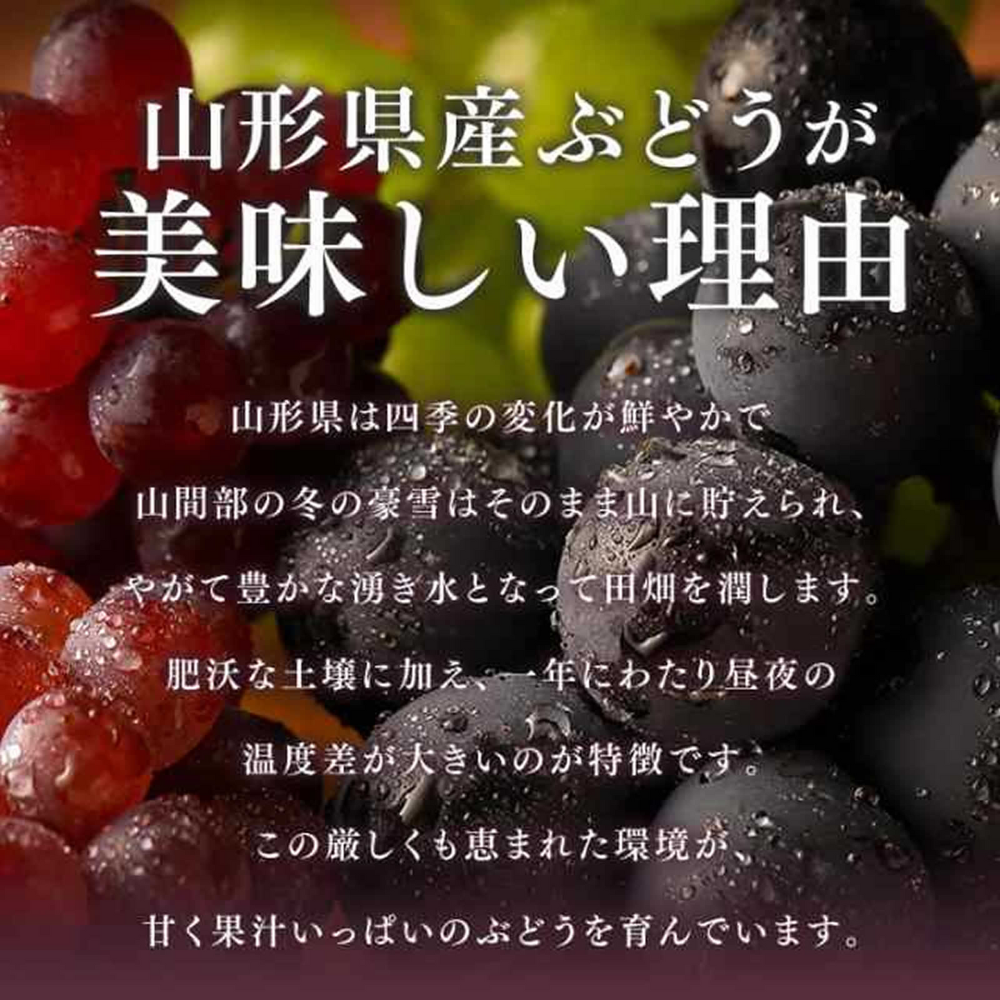訳あり ぶどう 皮ごと食べられる シャインマスカット 約2kg 山形県産 ご自宅用 葡萄 【9月中旬頃より発送予定】 gr07