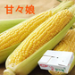 【6月発送】とうもろこし 甘々娘 約1.5キロ 朝採り 生で食べられるとうもろこし