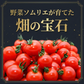 【特別栽培農産物】ソムリエミニトマト　プラチナ　４００ｇ（補償100g込み）※補償分以上の不良は交換対応可能