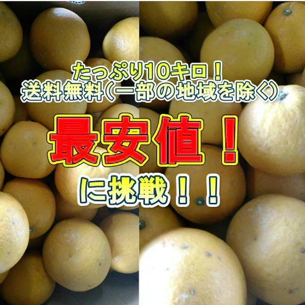 河内晩柑 訳あり 1箱 箱込10kg (9kg+保証分500g）熊本産