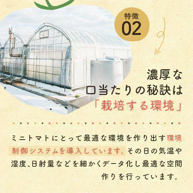 1kg  家族の笑顔が広がる完熟ミニトマト「トマランタン」東北配送不可】