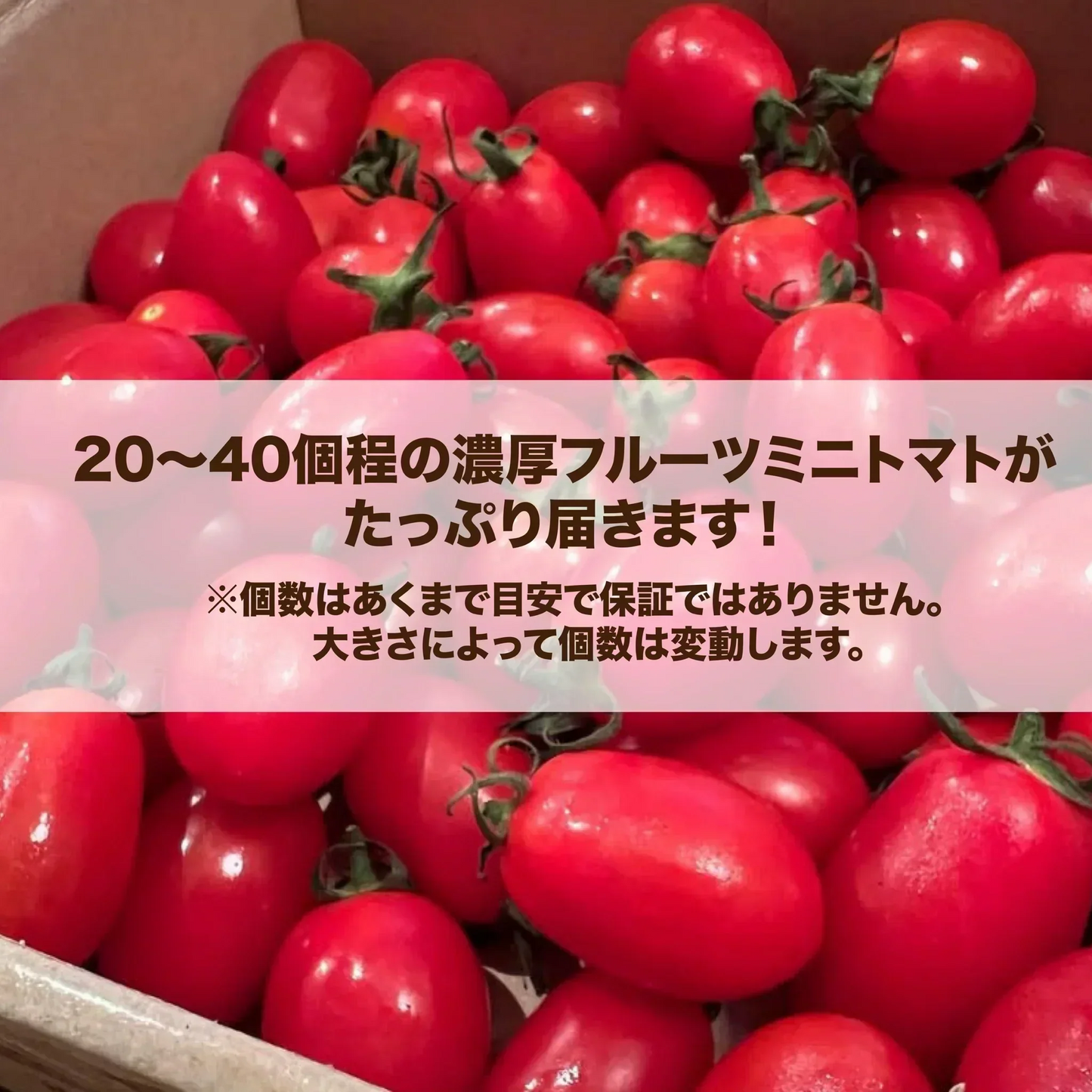 【１番早く届く！】【10月中旬頃〜12月末日までに発送】【予約】１番多い約450g！ミスルージュ ミニトマト(280~300g+保証分150g)日本一の産地から農家直送 熊本県産 野菜 青果 フルーツ【カウシェファーム収穫対象商品】