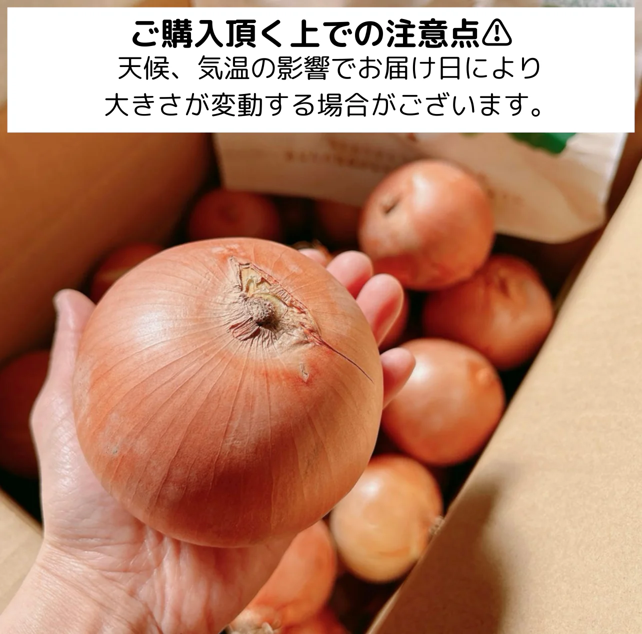 【5人限定送料こみ1000円】つやつやたまねぎ 5kg