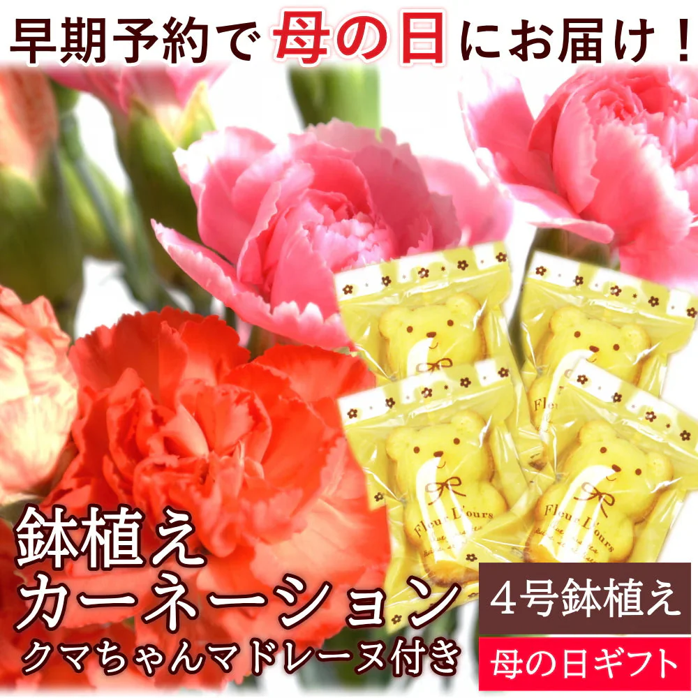 【遅れてゴメン母の日ギフト順次発送】鉢植えカーネーション4号鉢とくまちゃんマドレーヌ4個詰合せラッピング母の日カード付き！可愛いくまちゃんマドレーヌとカーネーション（ピンク系又はレッド系）をお届け