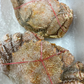 北海道産毛蟹 2尾パック 1尾あたり400~600g