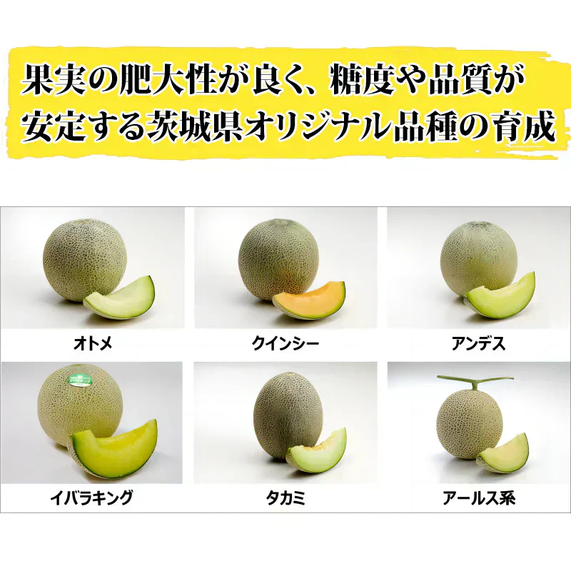 メロン 高級メロン 国産 旬のメロン 青肉 アンデスメロン オトメメロン イバラキング タカミ JA共選 特秀品 ２Lサイズ ０.８～０.９ｋｇ／玉 マスクメロン 大玉 お歳暮 御歳暮 おせいぼ 高級メロン めろん 甘い 絶品 高級フルーツ 果物 くだもの ご褒美 お供え お取り寄せフルーツ 美味しい