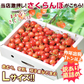 【6月中旬-7月中旬頃発送】山形産 訳あり さくらんぼ Lサイズ 約1kg バラ詰め