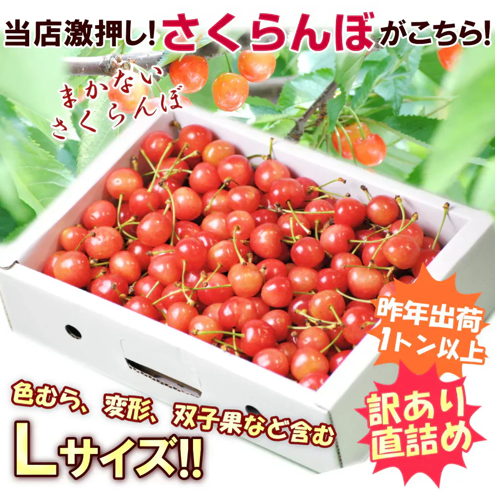 【6月中旬-7月中旬頃発送】山形産 訳あり さくらんぼ Lサイズ 約1kg バラ詰め