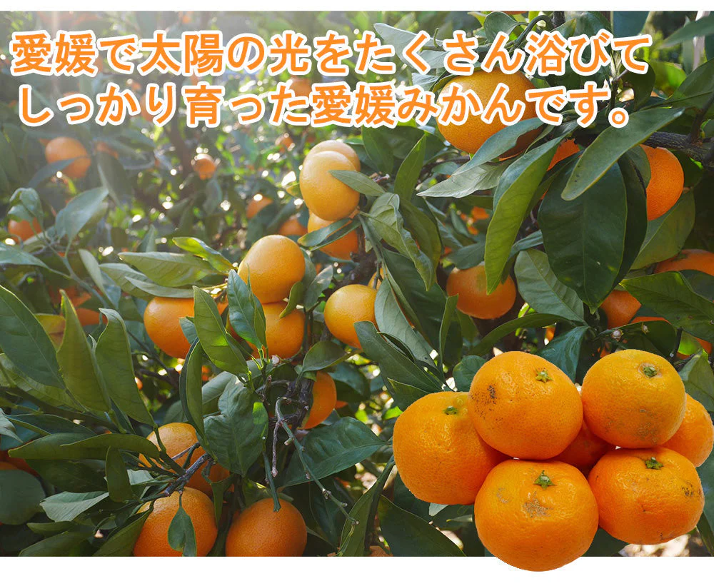 【最安値挑戦祭】みかん 訳あり 送料無料 5kg B品 愛媛 みかん 温州みかん ミカン 蜜柑 安い 甘い 箱買い 産地直送 愛媛県産 YDF-001