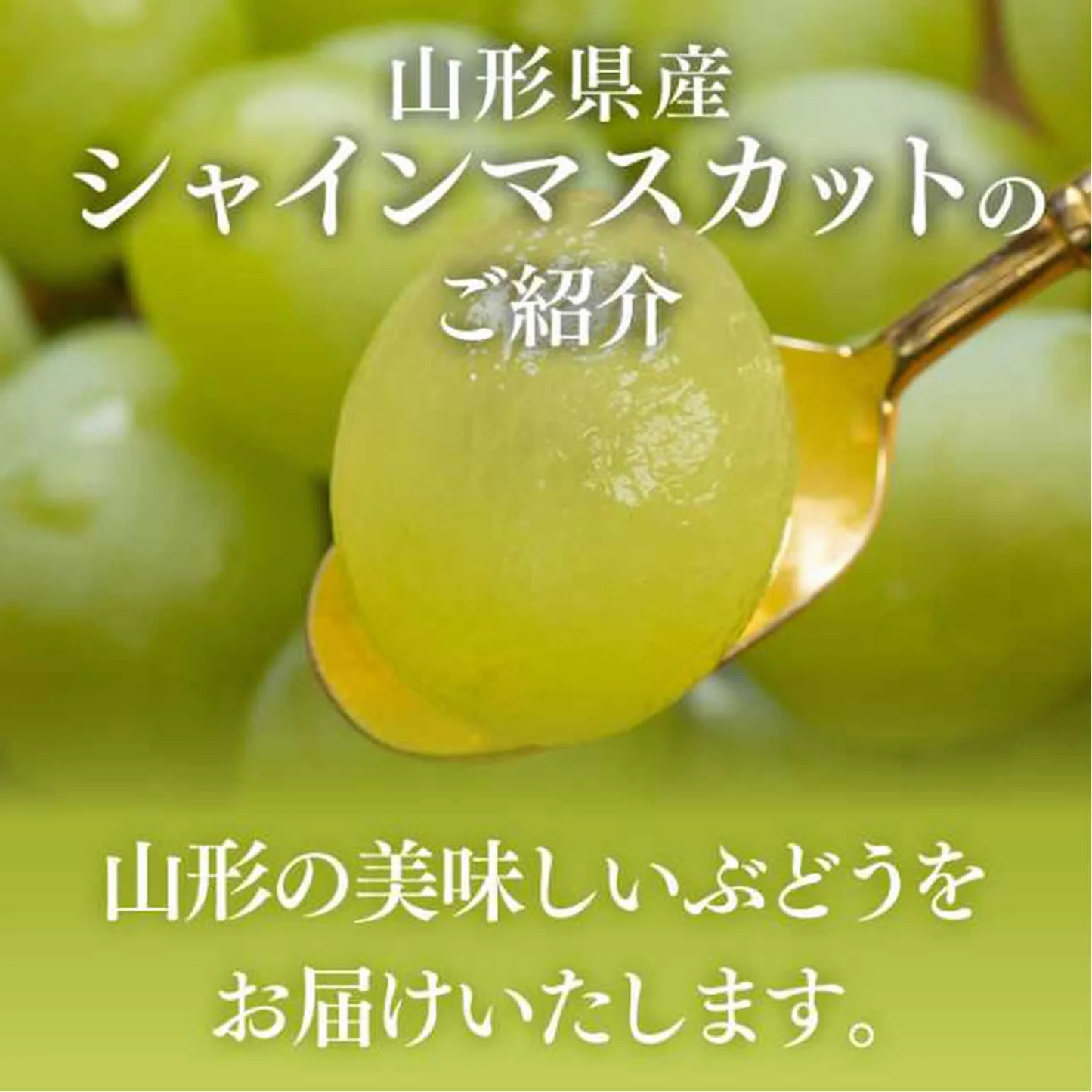 訳あり ぶどう 皮ごと食べられる シャインマスカット 約2kg 山形県産 ご自宅用 葡萄 【9月中旬頃より発送予定】 gr07