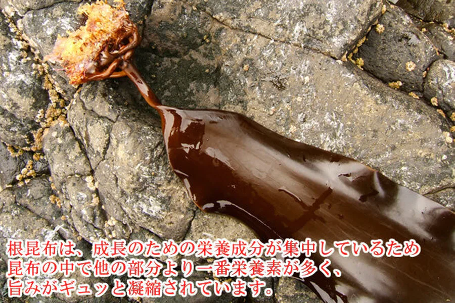 【70g】根昆布パウダー　さっとかけるだけで旨味アップ！◎北海道の旨み凝縮！ | 「北海道産根昆布100%&安心の無添加」 根昆布のパウダーで簡単出汁とり♪