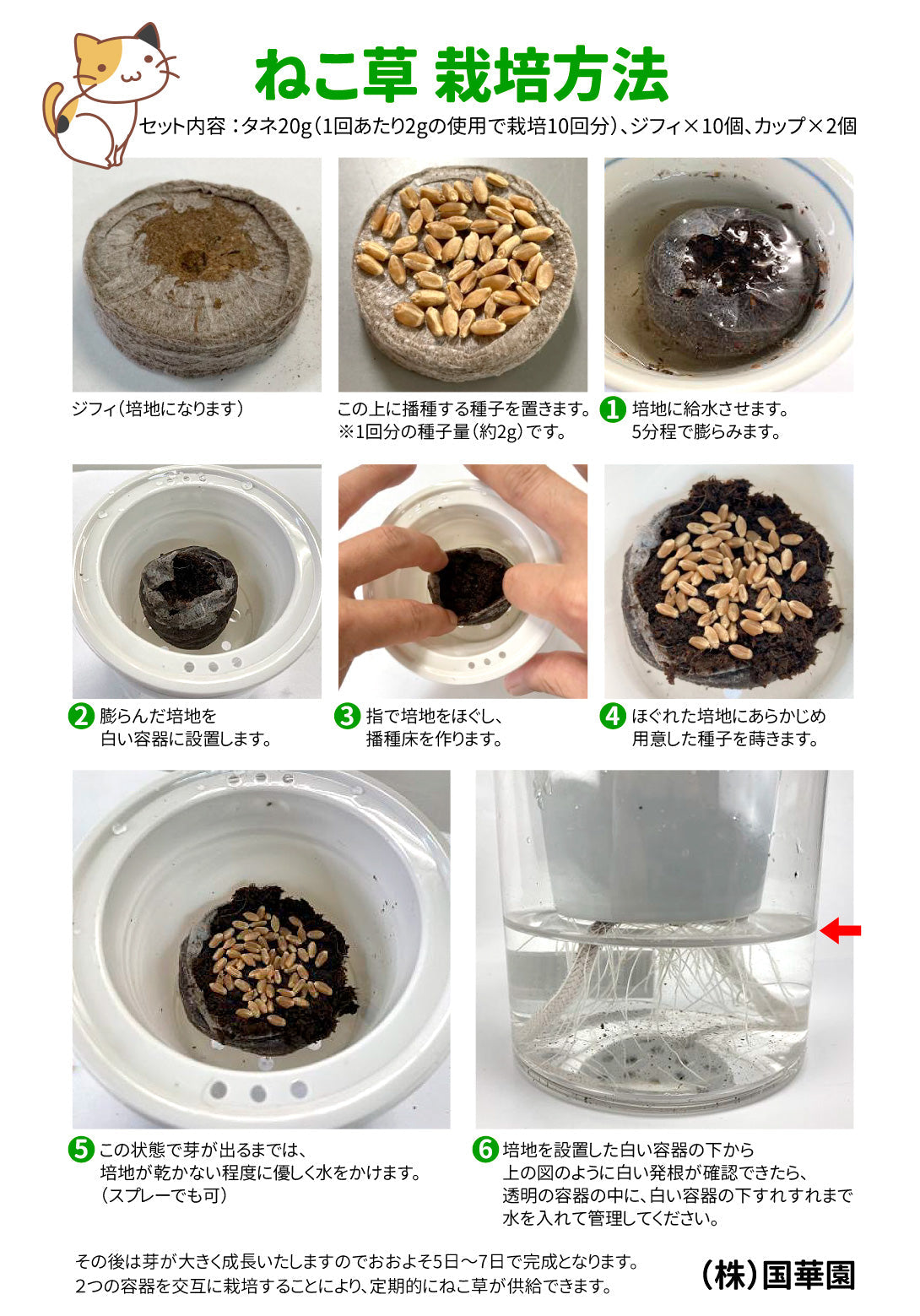 猫草 水耕栽培 ねこ草栽培セット（10回分）種20g ジフィ10個 容器2個[発送は翌年1月～となります。]
