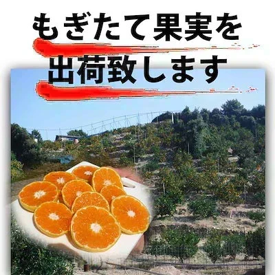 (10月下旬頃から順次発送の予約販売) みかん 激レア小粒 直径4.5cm前後 訳あり 和歌山有田みかん 5kg