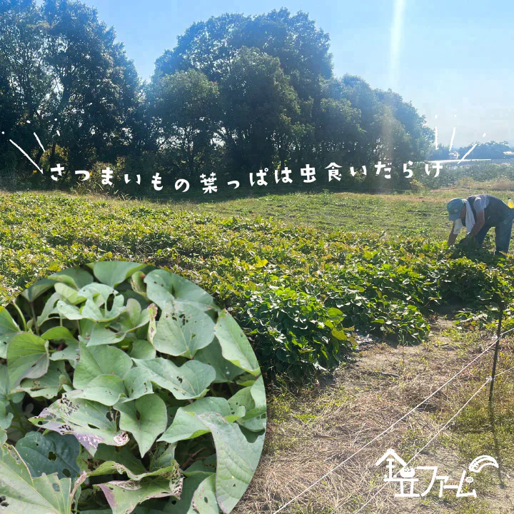 訳あり さつまいも 4kg 農薬不使用 「 佐賀県産 紅はるか 4kg 未選別 詰合せ 家庭用 」送料無料 福祉事業所直営農園栽培