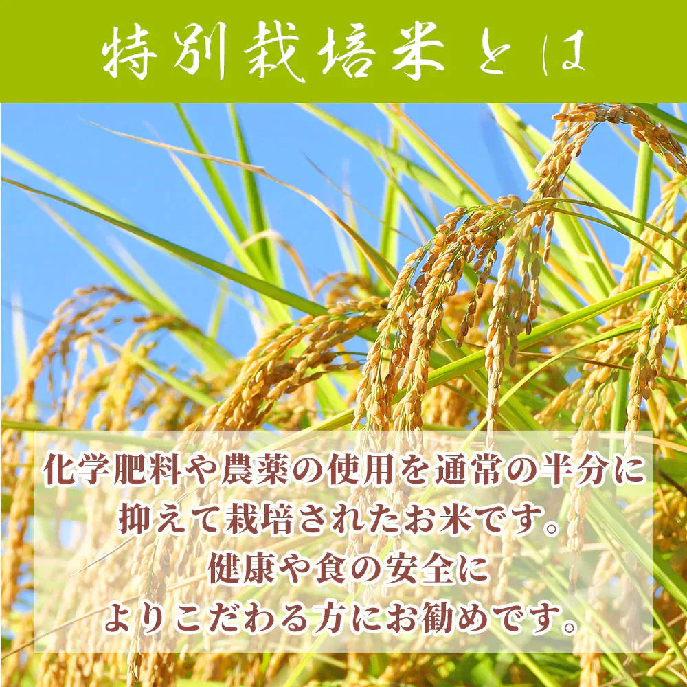 【白米】令和7年産　特別栽培米 コシヒカリ 20kg(5kg×4袋) [丹波産コシヒカリ100％] 兵庫県産 単一原料米 送料無料 精米工場からの直送品