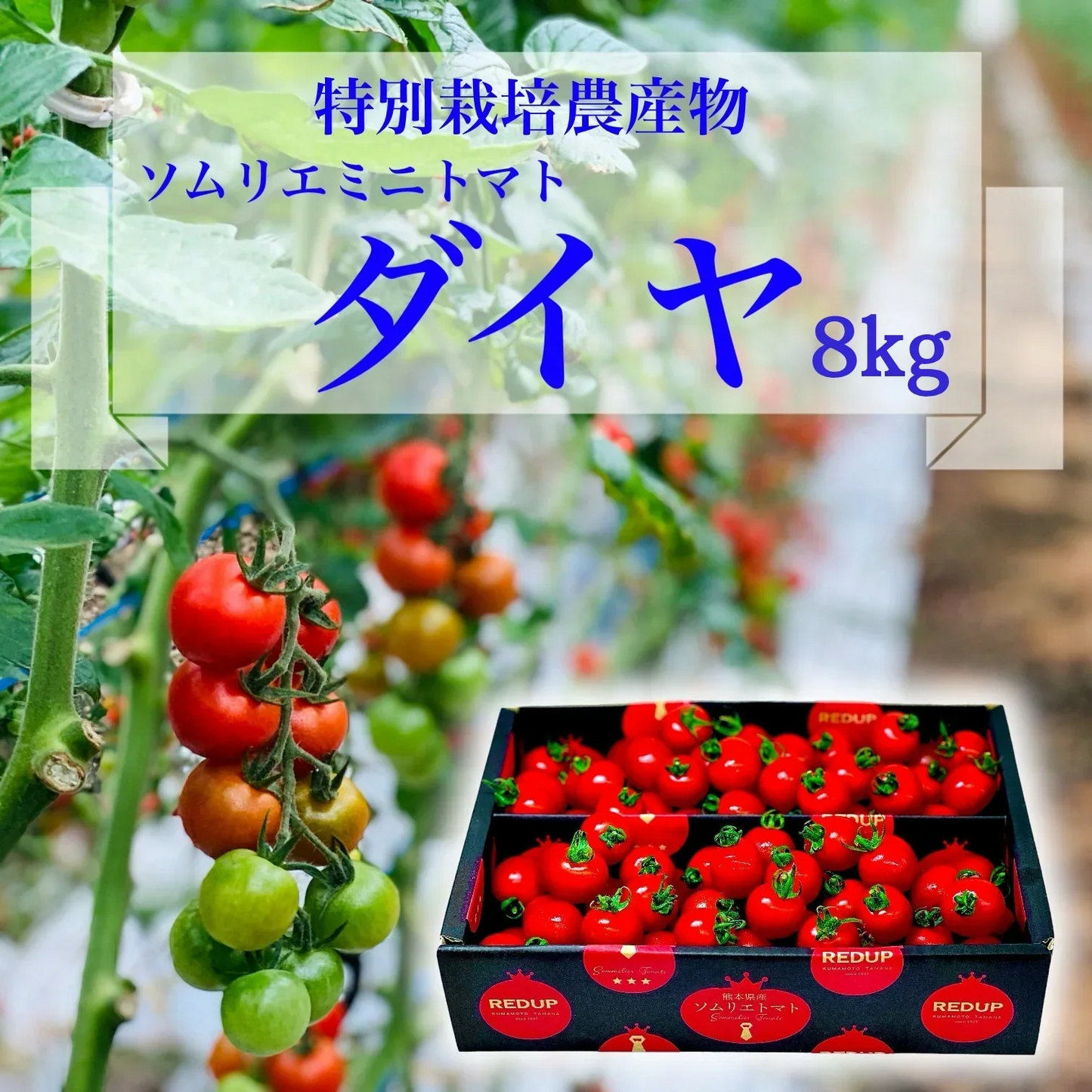 【特別栽培農産物】ソムリエミニトマト　ダイヤ　８ｋｇ