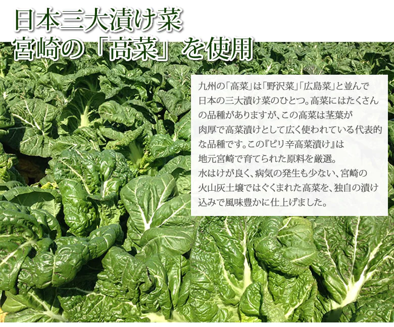 辛子高菜漬 高菜 漬物 600g（150g×4袋） 送料無料 お試し お取り寄せ 宮崎県産 ピリ辛たかな ポイント消化 つけもの