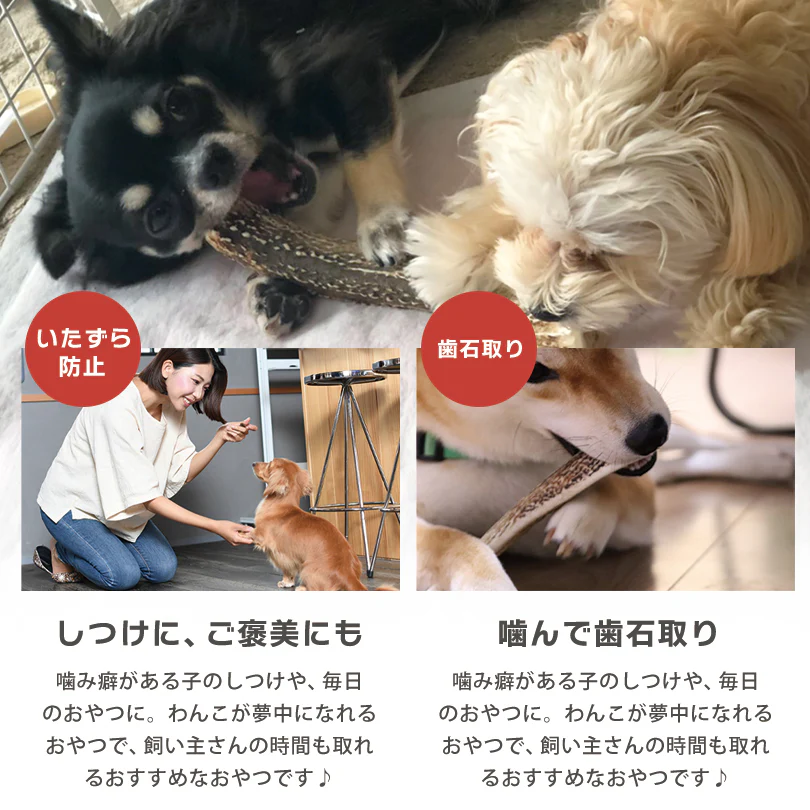 Deerhorn【xsサイズ】 北海道産 鹿角 ペット 犬 おもちゃ 小型犬 プレゼント いたずら防止 おやつ デンタルケア ガム 犬用 鹿の角 天然 無添加 チワワ トイプードル ミニチュアダックス ポメラニアン いぬ イヌ チワワ トイプードル