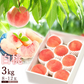 【8月中旬頃-9月中旬頃ご注文受付順次】白桃 約3kg 8-12玉前後 もも モモ 桃 ピーチ 山形産 お中元 ギフト 贈答