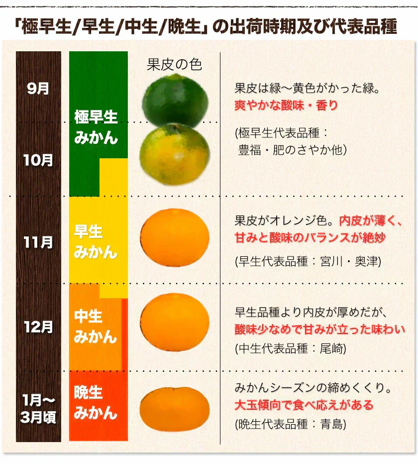 産地直送 熊本県産 みかん 訳あり 送料無料 熊本ミカン 大玉 小玉 不選別 規格外 果物 柑橘 九州 訳アリ 蜜柑 みかん 3-7営業日以内に発送予定（土日祝除く）