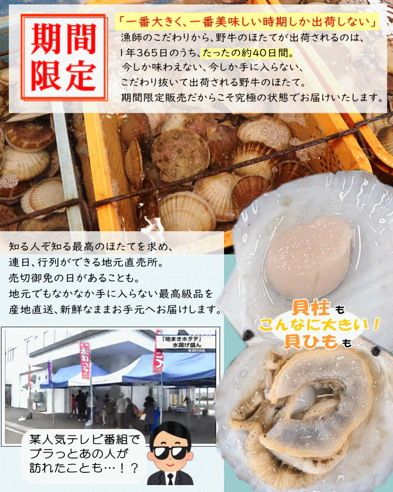 8月中旬まで限定販売　青森県野牛産　活ほたて　大サイズ　5キロ　むきへら付き