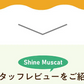 ★水出しOK★【約60杯分】アレンジルイボスティー　シャインマスカット　カップ用３０個入　２袋セット（グリーンルイボスティー ティーバッグ ノンカフェイン ハーブティー）